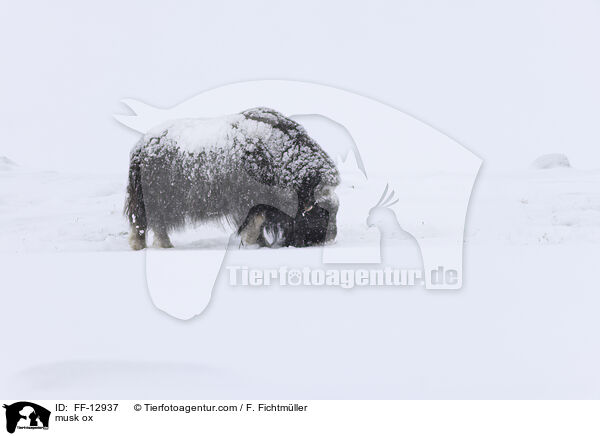 Moschusochse / musk ox / FF-12937