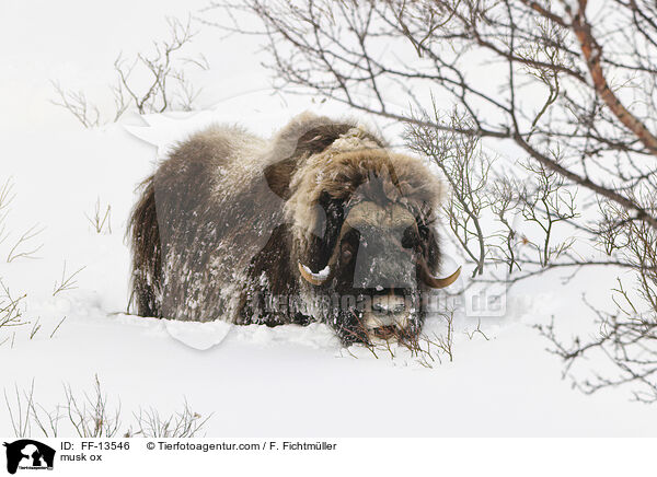 musk ox / FF-13546