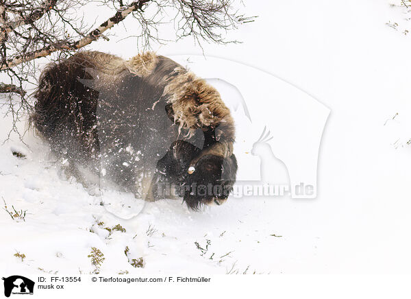 Moschusochse / musk ox / FF-13554