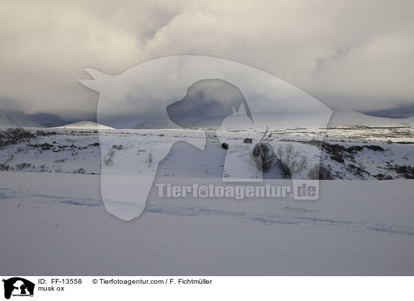 musk ox / FF-13558