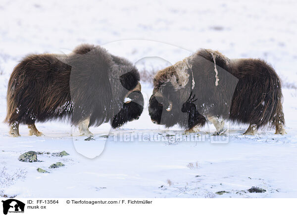 Moschusochse / musk ox / FF-13564