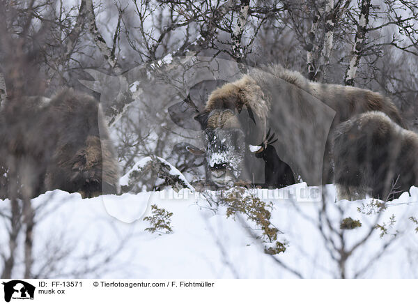 Moschusochse / musk ox / FF-13571