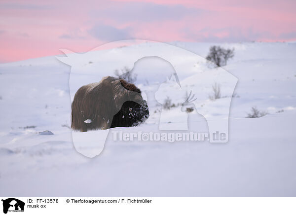 Moschusochse / musk ox / FF-13578