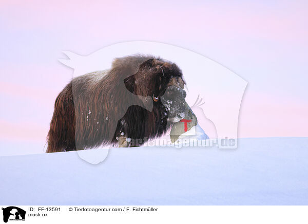 Moschusochse / musk ox / FF-13591