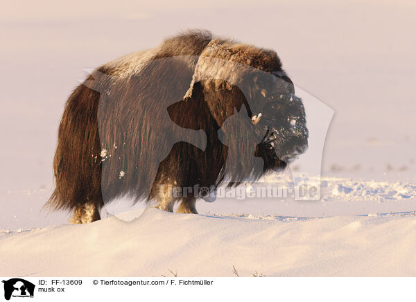 Moschusochse / musk ox / FF-13609