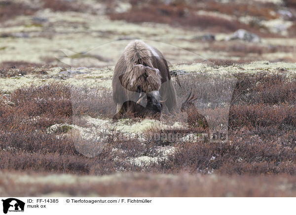 Moschusochse / musk ox / FF-14385