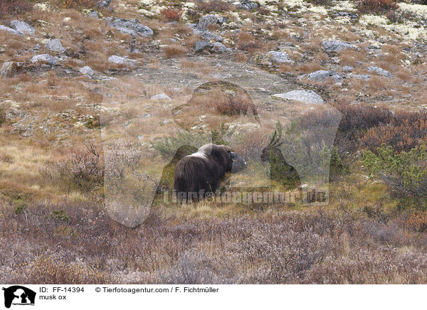 Moschusochse / musk ox / FF-14394