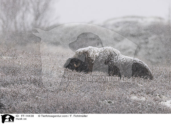 Moschusochse / musk ox / FF-14438