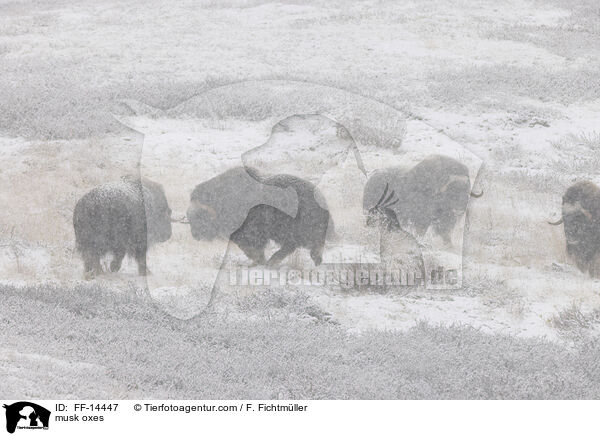 musk oxes / FF-14447