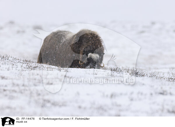 Moschusochse / musk ox / FF-14476