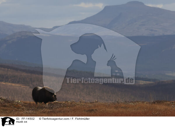 Moschusochse / musk ox / FF-14502