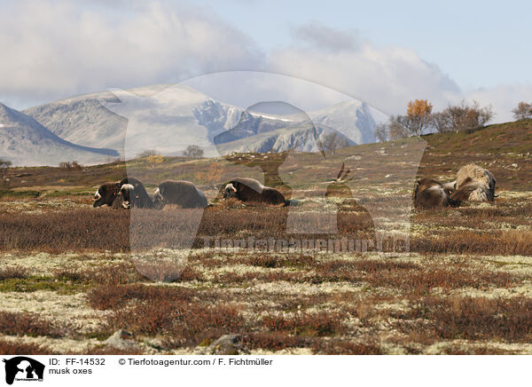 musk oxes / FF-14532