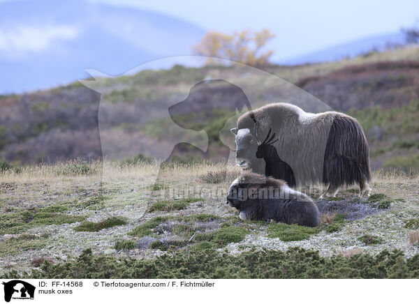 Moschusochsen / musk oxes / FF-14568