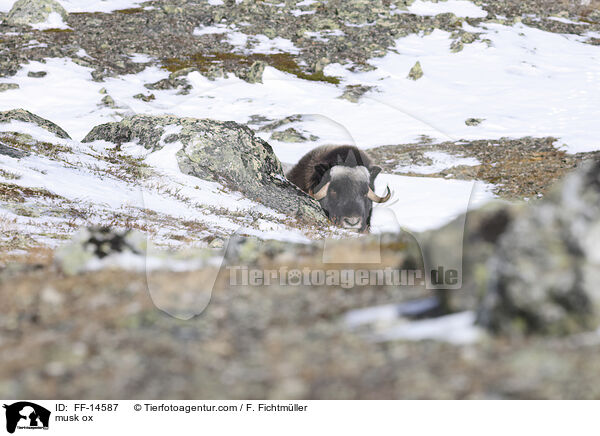 Moschusochse / musk ox / FF-14587