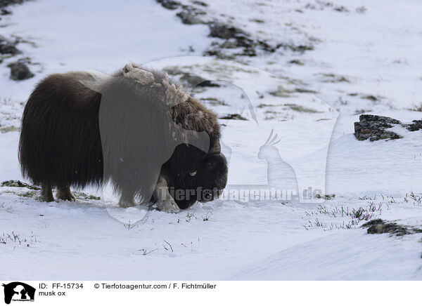 Moschusochse / musk ox / FF-15734
