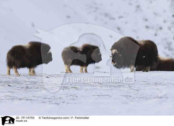 Moschusochse / musk ox / FF-15750