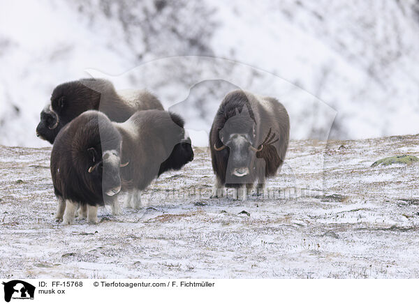 Moschusochse / musk ox / FF-15768