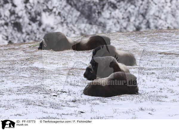 Moschusochse / musk ox / FF-15773