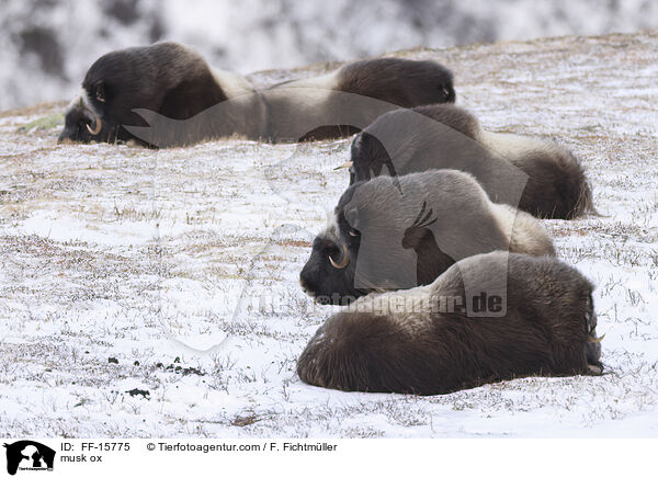 Moschusochse / musk ox / FF-15775