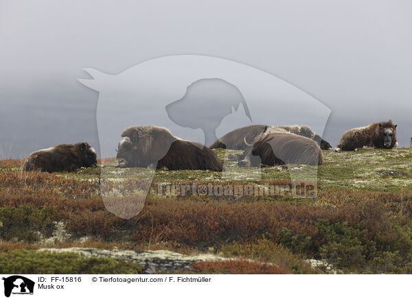 Moschusochse / Musk ox / FF-15816
