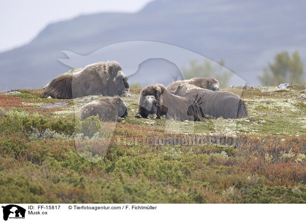 Moschusochse / Musk ox / FF-15817
