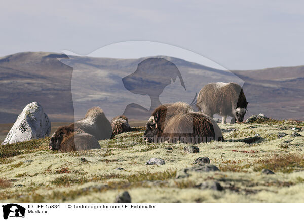Moschusochse / Musk ox / FF-15834
