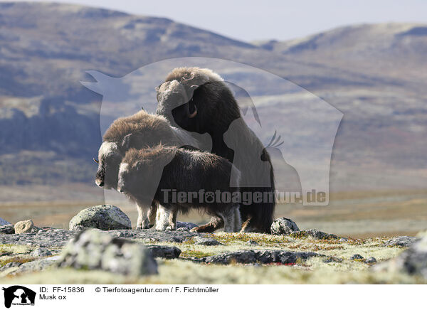 Moschusochse / Musk ox / FF-15836