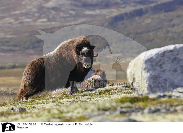 Moschusochse / Musk ox / FF-15838