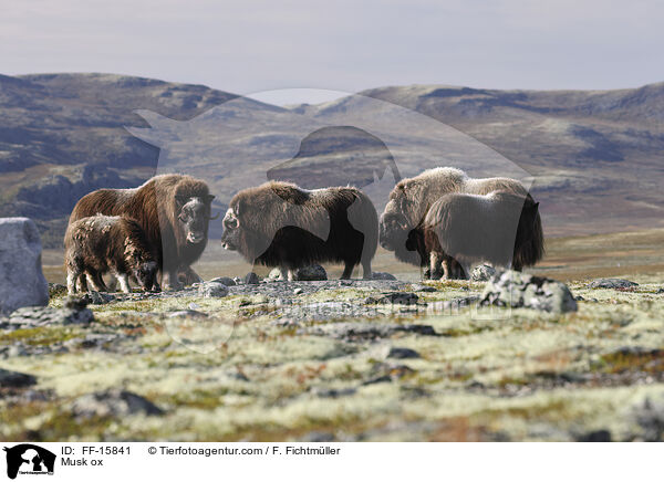 Moschusochse / Musk ox / FF-15841