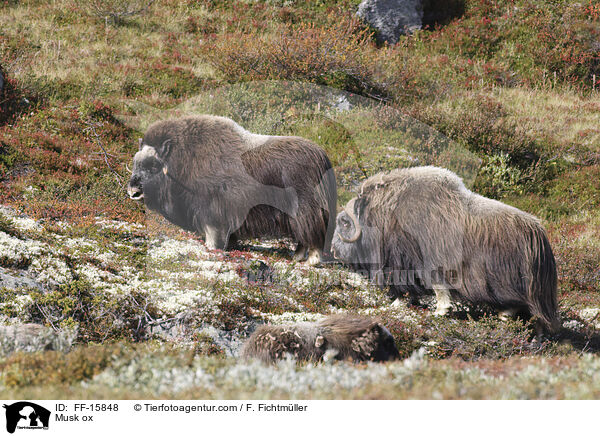 Moschusochse / Musk ox / FF-15848