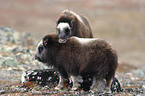 musk oxes