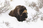 musk ox