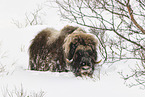 musk ox