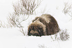 musk ox