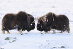 musk ox