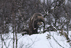 musk ox