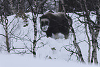 musk ox