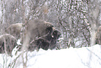 musk ox