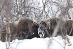 musk ox