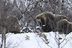 musk ox