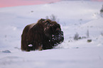musk ox