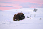 musk ox