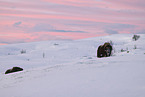 musk ox