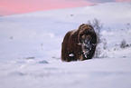 musk ox