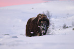 musk ox