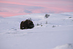 musk ox