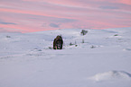 musk ox