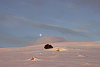 musk ox
