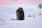 musk ox
