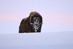 musk ox